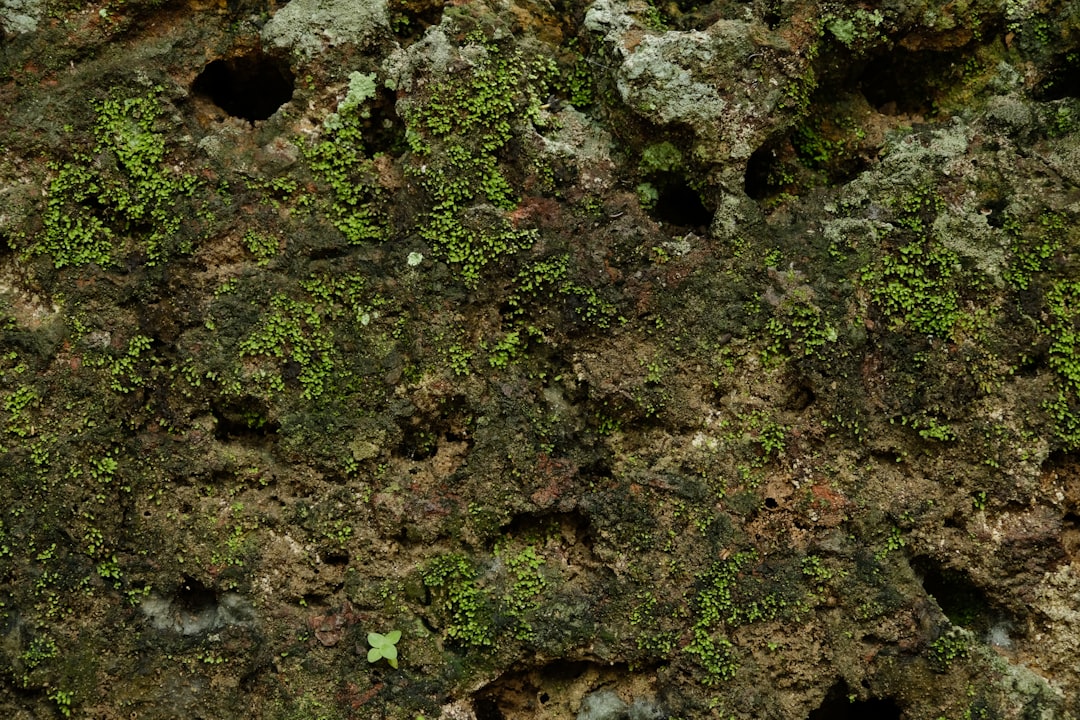 A close up of a mossy rock wall