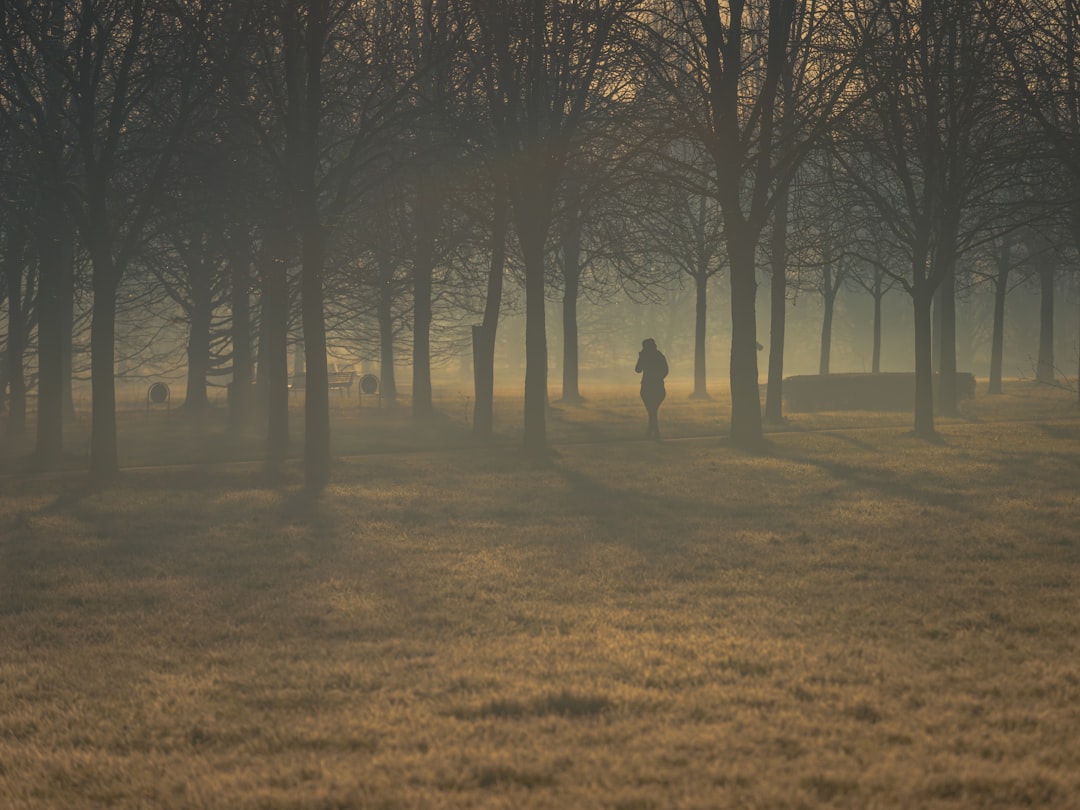 person walking on pathway in between trees during daytime